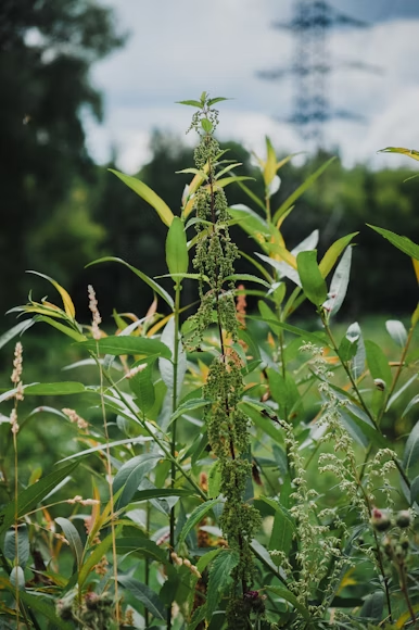 Keeping Your Outdoor Space Pristine Against Unwanted Growth